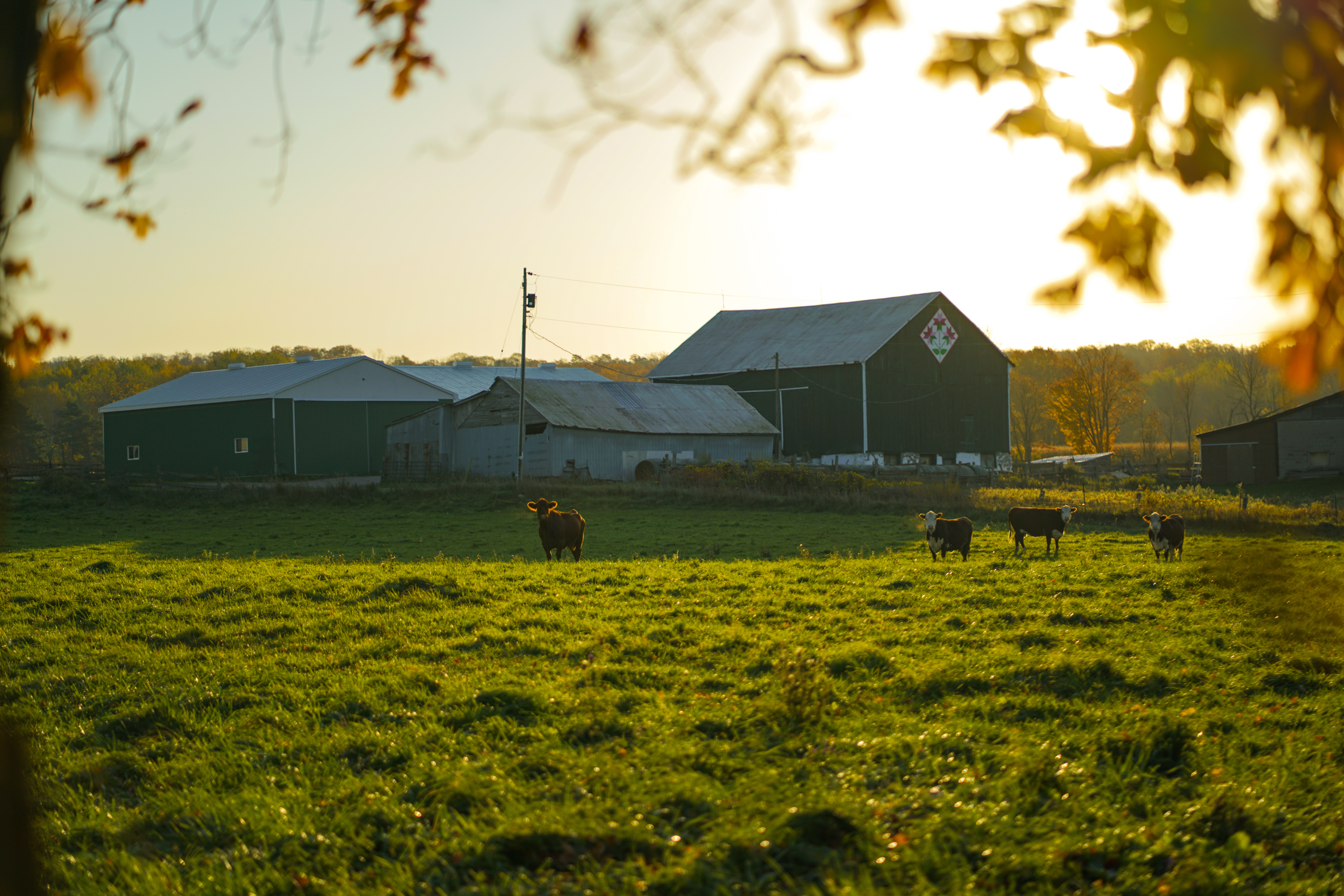 GoodMorningCows 06247