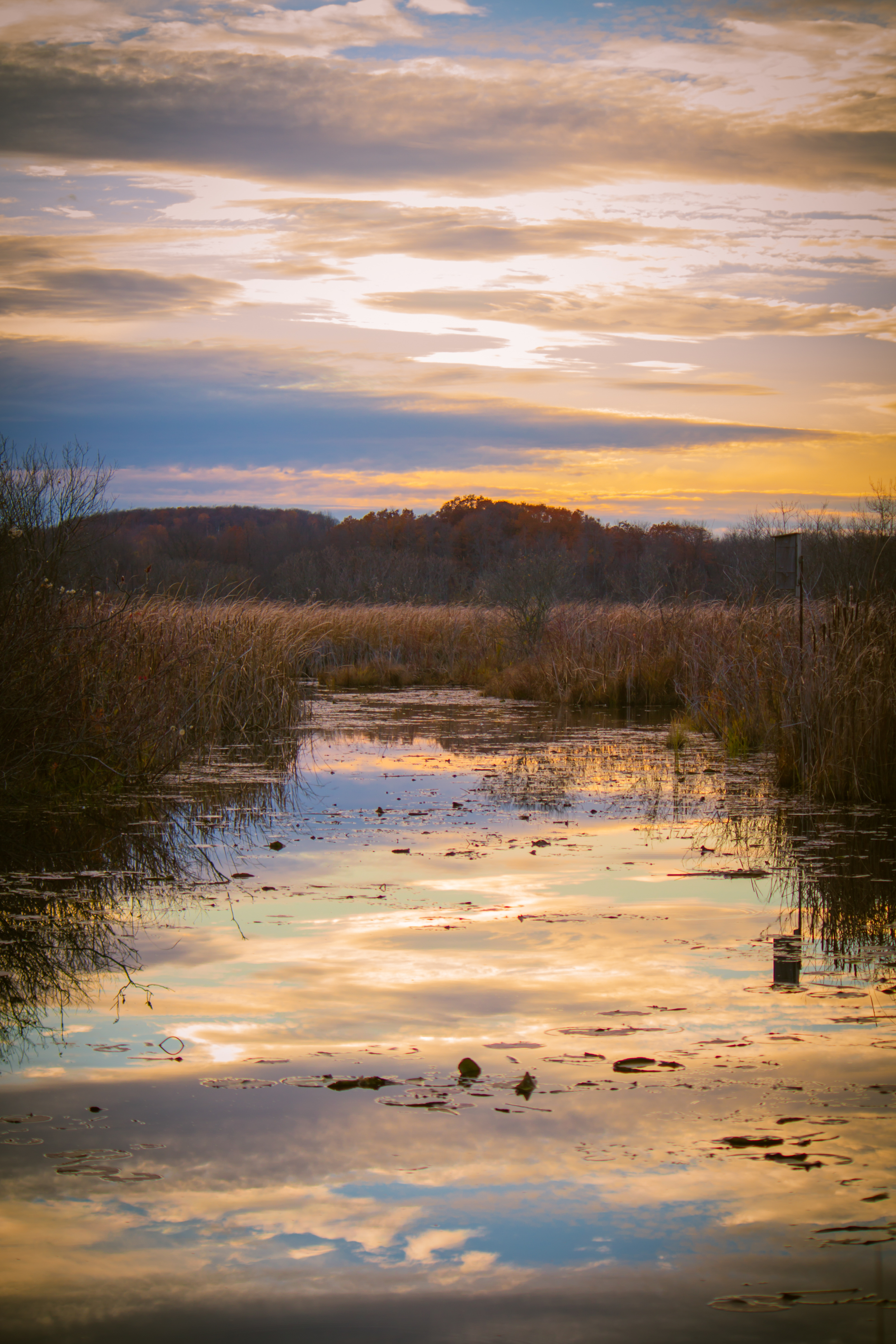 OldMarshReflections 2743